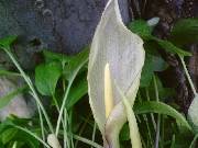 Arum concinnatum